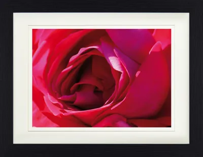 Produktbild von Rosen Gerahmtes Bild Mit Edlem Passepartout | Wand-Bilder | Im Bilderrahmen - Eine Rose Ist Eine Rose (30 x 40 cm)