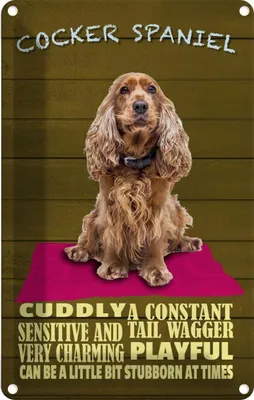 Produktbild von vianmo Blechschild 30x20 cm Cocker Spaniel Hund cuddly Tier Haustier