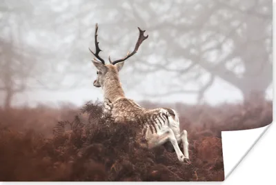 Produktbild von MuchoWow® Poster Rehe - Nebel - Pflanzen 180x120 cm - Fotoplakat