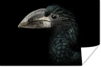 Produktbild von MuchoWow® Poster Vogel - Porträt - Hornvogel - Schwarz - Tiere 120x80 cm - Bilder