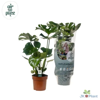 Produktbild von Monstera deliciosa - 45-55cm - Ø17cm - Zimmerpflanze - Immergrün
