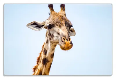 Produktbild von Wallario Frühstücksbrettchen aus Glas 20 x 30 cm mit rutschfesten Füßen, Motiv Nahaufnahme einer Giraffe