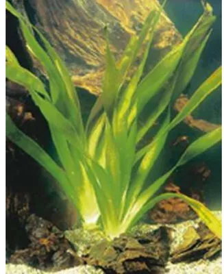 Obrázek produktu pro 6 x Vallisneria gigantea - Vallisnerie obrovská - květináč 9 x 9 cm