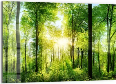 Produktbild von DEQORI Glasbild Echtglas 90x60 cm 'Sonne durchbricht Wald' Wandbild Bild modern Deko