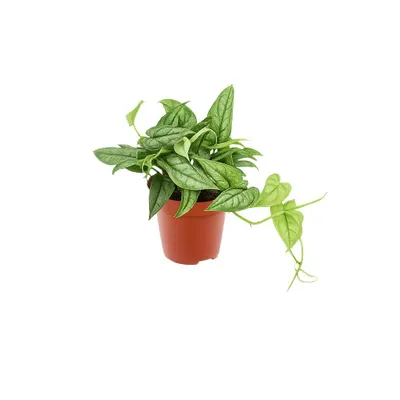 Obrázek produktu pro Monstera Siltepecana 20-30 cm - Snadno udržovatelná pokojová rostlina v květináči o průměru 12 cm | Rychle rostoucí a čistící vzduch