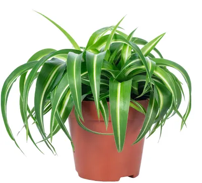 Produktbild von Grünlilie 'Bonnie' - pflegeleichte Zimmerpflanze, Chlorophytum Comosum - Höhe ca. 25 cm, Topf-Ø 12 cm