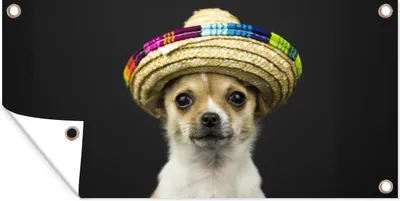 Produktbild von MuchoWow® 80x40 cm Outdoor-Poster Gartendeko Sichtschutz Garten Poster für den Garten  Hund - Sombrero - Schwarz