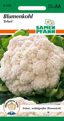 Artikelbild 1 von 'Blumenkohl Erfurter Zwerg' aus der Kategorie Blumenkohlsamen