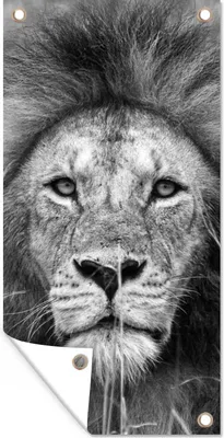 Produktbild von MuchoWow® 80x160 cm Outdoor-Poster Gartendeko Sichtschutz Garten Poster für den Garten  Löwe - Porträt - Tiere
