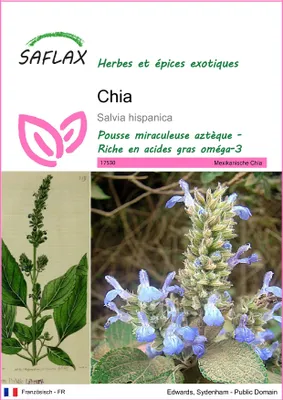 Image de SAFLAX  - Chia - 500 graines - Salvia