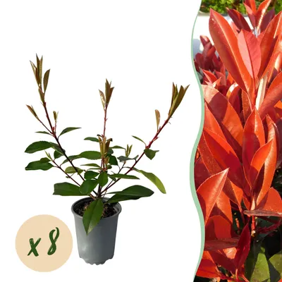 Produktbild von GreenboutiQ - Heckenpflanzen - Photnia fraseri Red Robin - Blatt rot grün - 8 Pflanzen - 1 laufender Meter - immergrün - Topf 9cm Höhe 30-35cm