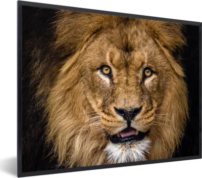 Produktbild von MuchoWow® Gerahmtes Poster Löwe - Porträt - Schwarz - Tiere 80x60 cm - Poster mit Schwarzem Bilderrahmen Wandposter Rahmen Foto Bilder - Schwarzem - Mit Gestell