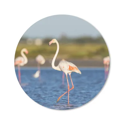 Produktbild von MuchoWow® Mauspad Mousepad Eine Gruppe von Flamingos im Wasser 30x30 cm - Mousepads - Maus Mat - Pad - Mausunterlage - Tischunterlage - Schreibtischmatten