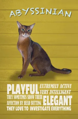 Produktbild von vianmo Holzschild 18x12 cm Abyssinian Katze playful elegant