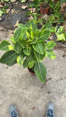 Obrázok produktu pre Ficus elastica variegata Altissima - Gumovník 40-60 cm | Exkluzívna izbová rastlina s dekoratívnymi listami