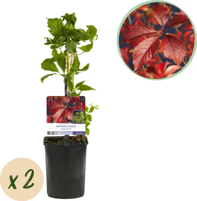 Zdjęcie produktu dla Dzika winorośl - Parthenocissus Engelmannii - Liście zielone później czerwone - Niskie wymagania pielęgnacyjne - 2 rośliny - 30-40cm - Ø10cm - Roślina ogrodowa