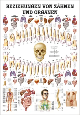 Produktbild von Beziehungen von Zähnen und Organen Mini-Poster Anatomie 34x24 cm med. Lehrmittel