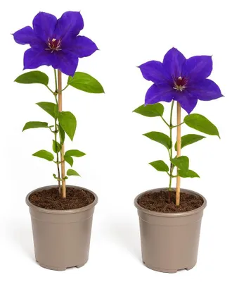 Zdjęcie produktu dla Egzotyczne pnącza w kształcie serca – Clematis The President – zestaw 2 sztuk – doniczka 11 cm