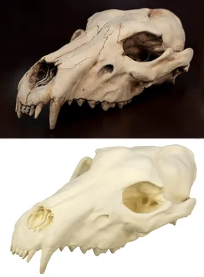 Produktbild von 3D-Druck Wolfssschädel (25 cm)