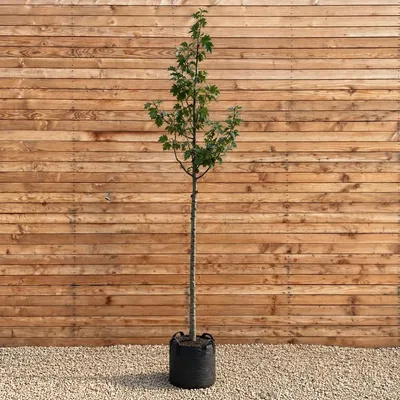 Produktbild von Elsbeere 250-300 cm, Stammumfang 10-12 cm - Sorbus torminalis Hochstamm