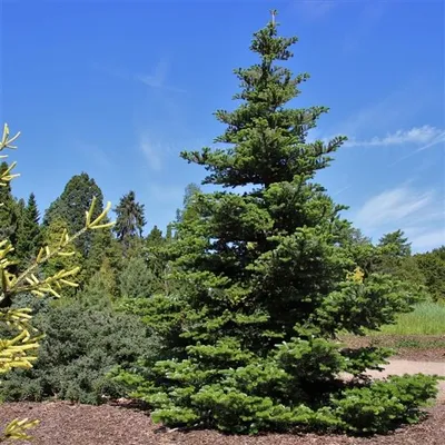 A large evergreen tree with dense foliage stands in a park-like setting with other trees and a blue sky.