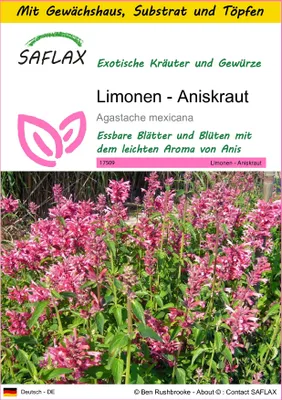 Produktbild von SAFLAX Anzucht Set - Limonen - Aniskraut - Agastache mexicana - 50 Samen - Mit Mini-Gewächshaus, Anzuchtsubstrat und 2 Töpfen