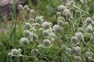 Produktbild von 6 x  Eryngium yuccifolium - Mannstreu - Topf 9 x 9 cm