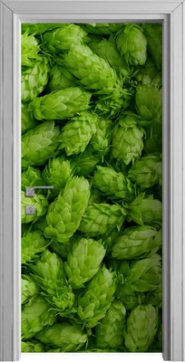 Produktbild von Tür Selbstklebende 90x210 cm Türfolie Türtapete Klebefolie - Frische Hopfendolden