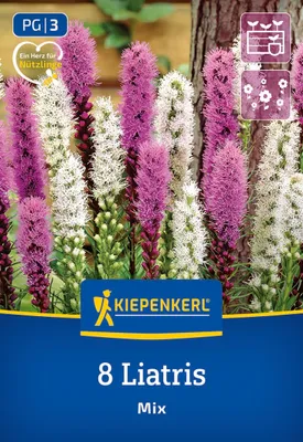 Produktbild von Kiepenkerl Prachtscharte Liatris Blau und Weiß 8 Pflanzen