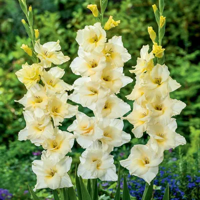 Image de Gladiolus Gladiolus à grandes fleurs Speed Date 5 pièces Gladiolus bulbes de gladiolus