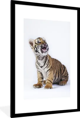 Produktbild von MuchoWow® Gerahmtes Poster Tiger - Jungtier - Tier 60x90 cm - Poster mit Schwarzem Bilderrahmen Wandposter Rahmen Foto Bilder - Dekoration - Wandposter Wohnzimmer - Hochwertig