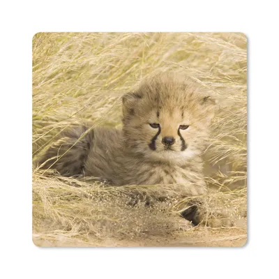 Produktbild von MuchoWow® Mauspad Mousepad Gepard - Jung - Gras 20x20 cm - Mousepads - Maus Mat - Pad - Mausunterlage - Desk Mat - Bureauartikeln