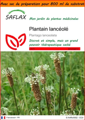 Image de SAFLAX Garden in the bag - Plantain lancéolé - 100 graines - Plantago
