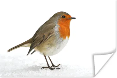 Produktbild von MuchoWow® Poster Rotkehlchen - Schnee - Weiß 60x40 cm - Schlafzimmerdekoration