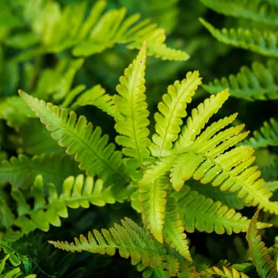 Obrázok produktu pre Polystichum setiferum Herrenhausen, 48 rastlín, priemer 9 cm, výška 10–25 cm, mrazuvzdorné