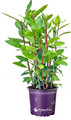 Produktbild von XL Gewürzlorbeer Lorbeer Laurus nobilis Kräuter Pflanze 1stk.