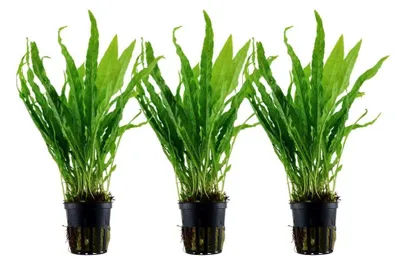 Produktbild von Aquarium Pflanze 3 Stück Microsorum pteropus Wasserpflanze Tropica Nr.308 Set