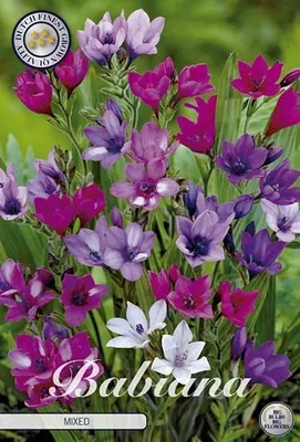 Produktbild von Babiana Pavianblume Farbmischung  (10 Blumenzwiebeln) Gr. 6/7
