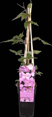 Produktbild von Waldrebe Clematis montana var. rubens 60-80 cm Kletterpflanze