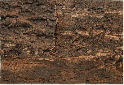 Produktbild von Repti Planet 007-54031, Holz, 1 Stück(e), 285 mm, 20 mm, 410 mm