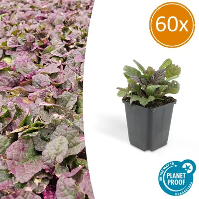 Image de Couvre-sol - Gaillet rampant - Ajuga reptans 'Burgundy Glow' - Pot de 9cm - Set de 60 plantes