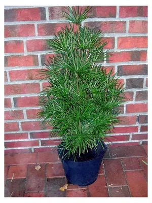 Produktbild von Schirmtanne, Höhe: 70-80 cm, Sciadopitys verticillata, winterharte Pflanze mit Dünger