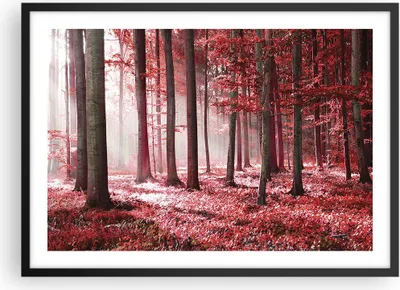 Produktbild von Gerahmtes Poster - Schwarzer Rahmen - Wald Rot Bäume - 70x50 cm - Wand Bild - Wanddeko - Wandbilder - Kunstposter - Wandposter - Bilderrahmen - Bilder - Kunstdruck - Wanddekoration - P2BAA70x50-4944