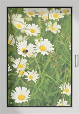 Produktbild von Wallario Lichtschutzbild, Dekorativer Sichtschutz Sonnenschutz 60 x 93 cm mit Motiv: Margeritenwiese - Verdunklung ohne Bohren