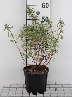 Zdjęcie produktu dla Cistus skanbergii - Cistus 20- 25 cm Pojemnik