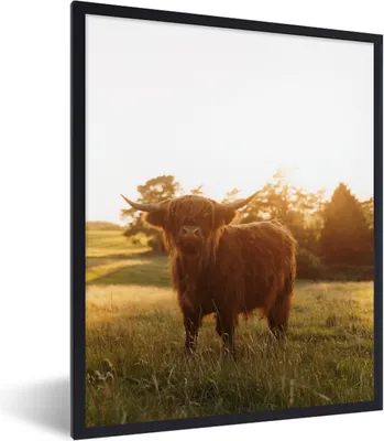 Produktbild von MuchoWow® MuchoWow® Gerahmtes Poster Schottisches Hochlandrind - Gras - Sonne 60x80 cm - Poster mit zchwarzem Bilderrahmen - Premium - Wanddeko Wohnzimmer