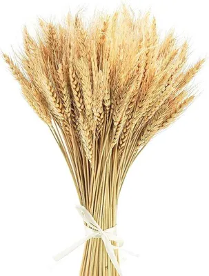 Produktbild von Getrocknete Weizenblumen Dekoration 100 Stück für Kamin, Küche, Hochzeit