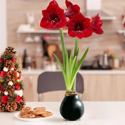 Produktbild von Amaryllis in Wachs Schwarz - 2 Wachsamaryllis Blumenzwiebeln - Wax Amaryllis Zwiebel in Großformat 26/28 - Exklusive Echte Pflanzen aus Holland - Hippeastrum (keine Samen, nicht künstlich)