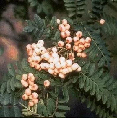 Produktbild von Weißfruchtige Eberesche - Chinesische Vogelbeere - Sorbus koehneana - 80-100