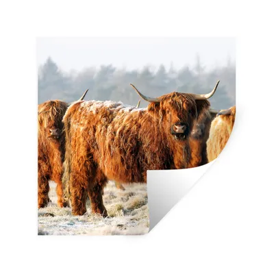 Produktbild von MuchoWow® Wandtattoo Wandsticker Wandaufkleber Schottische Highlander - Schnee - Wald 30x30 cm Selbstklebend und Repositionierbar - Repositionierbar - Wasser abweisend